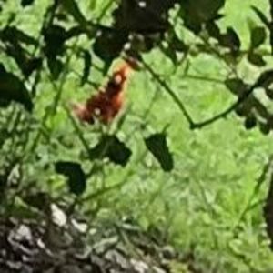 Meet your Posher, Trisha